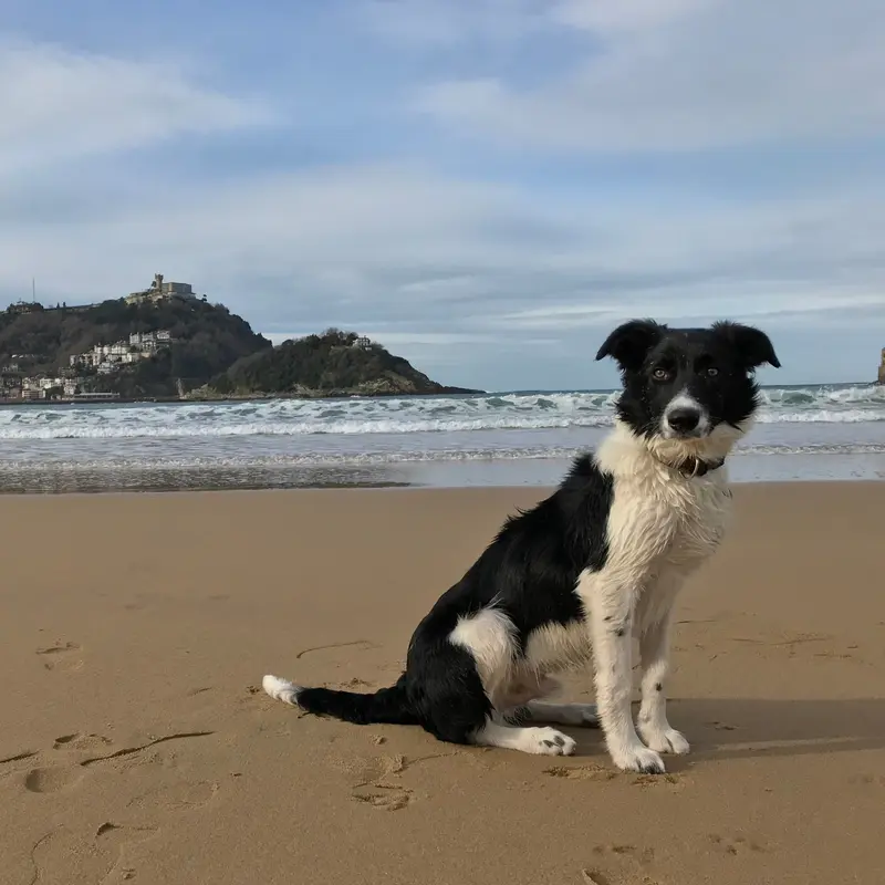 Photo of Yako